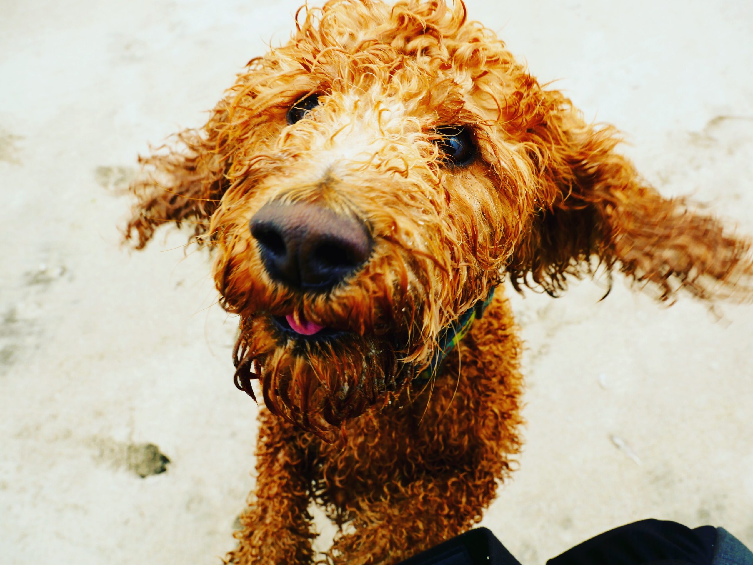 Washed dog Dashing Dogs Club Marlow