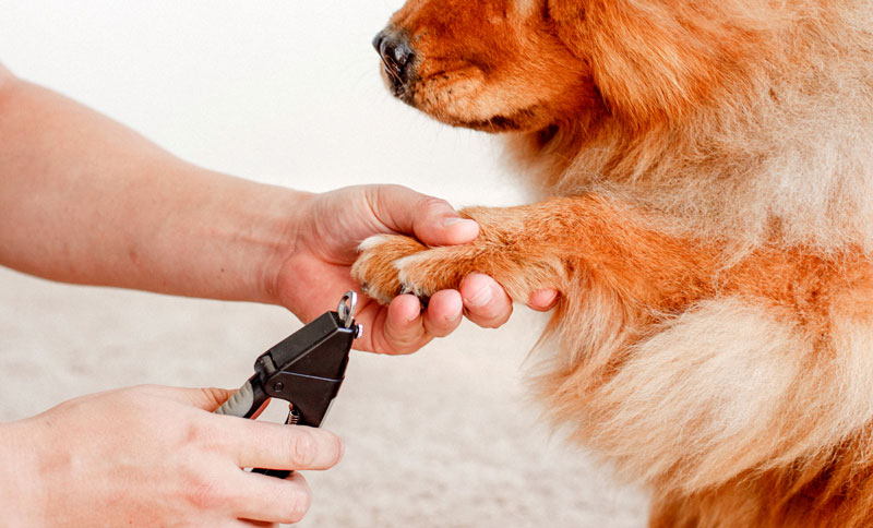 dog-grooming_30